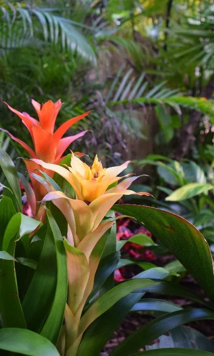 Tropical plants in a landscape bed.